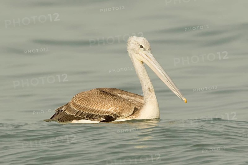 Pink-backed Pelican (Pelecanus rufescens) juvenile, Gambia
