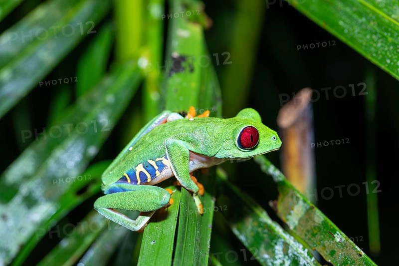 Macro shot of a Red-Eyed Tree Frog (Agalychnis callidryas) resting on a leaf. Vibrant colors show its natural habitat in Costa Rica Rainforest