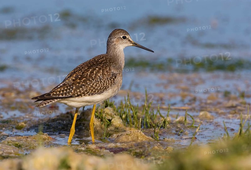 Lesser Yellowlegs (Tringa flavipes), British Columbia, Canada