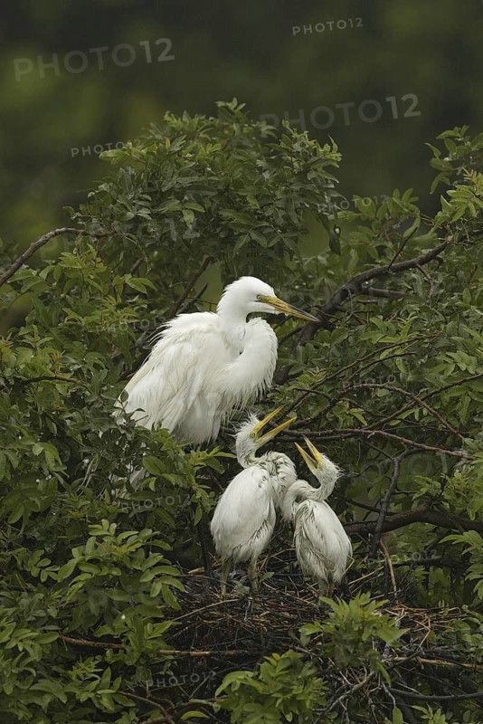 Great Egret (Ardea alba), Florida, USA