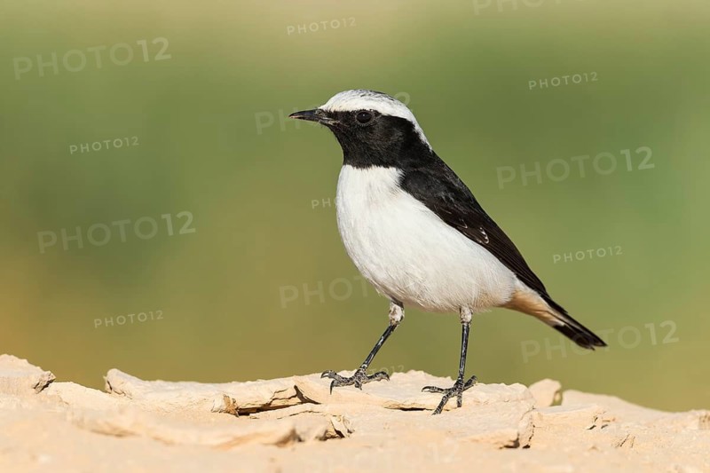 Mourning Wheatear (Oenanthe lugens) male, Eilat, Israel