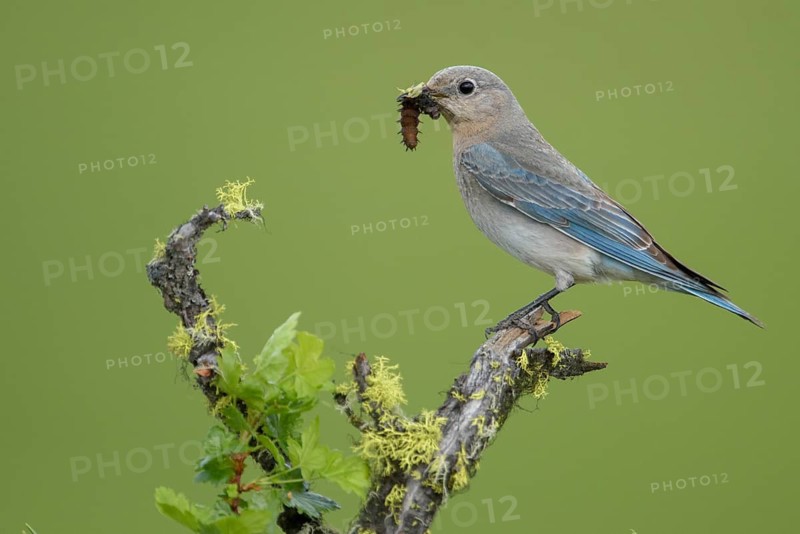 Mountain Bluebird (Sialia currucoides) female perched on a branch with food in its beak, British Columbia, Canada