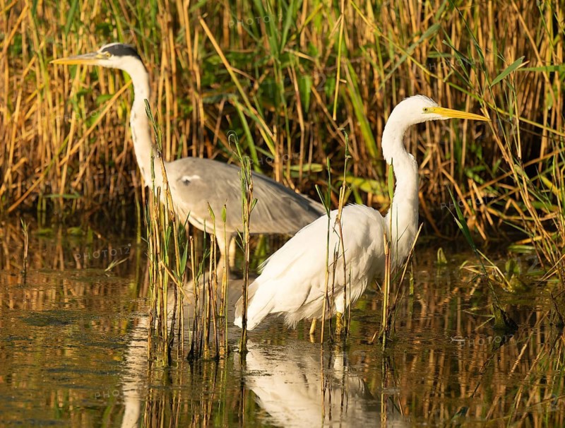 Great White Egret (Ardea alba) and Grey Heron (Ardea cinerea) foraging in the shallow water zone of a lake, wetland, reeds (Phragmites australis), Lower Saxony, Germany