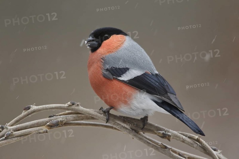 Eurasian Bullfinch (Pyrrhula pyrrhula) male, Rhineland-Palatinate, Germany