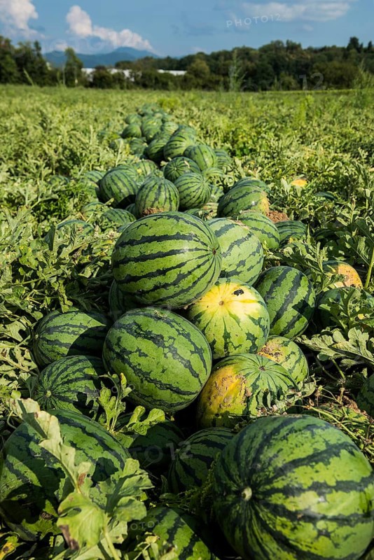 Melons, harvest, watermelon, near Bad Krozingen, Markgräflerland, Breisgau, Black Forest, Germany