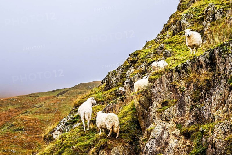 Sheeps from Claerwen Valley, Elan Valley Reservoir, Rhayader, Powys, Wales, UK