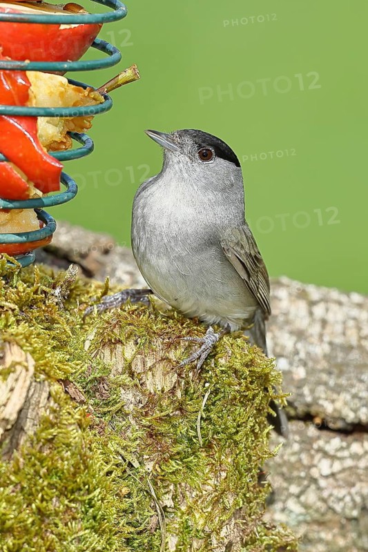 Blackcap (Sylvia atricapilla), male, eating from an apple at a feeder in the garden, North Rehien-Westphalia, Germany