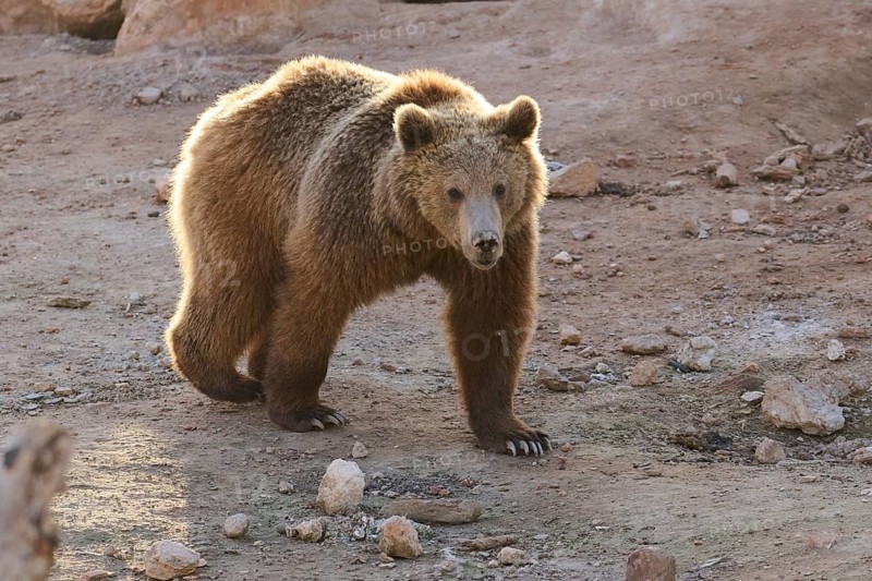 A brown bear strolls on dusty, rocky ground in wild sanctuary. Its thick fur and powerful stance depict its natural wild beauty and strength in a rugged landscape