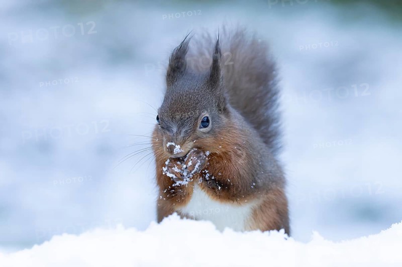 Red squirrel (Sciurus vulgaris) adult animal feeding on a nut in a snow covered woodland in winter, England, United Kingdom