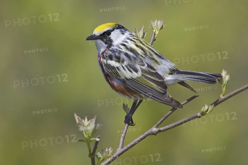 Chestnut-sided Warbler (Setophaga pensylvanica), Ontario, Canada