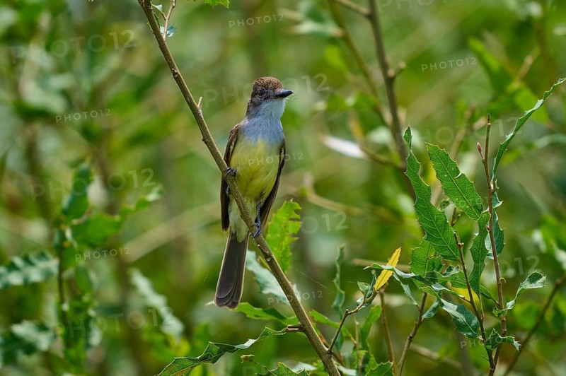 A bird with grey plumage sits on a branch amidst the dense foliage, grassland tyrant (Machetornis rixosa), Pantanal, Mato Grosso, Brazil