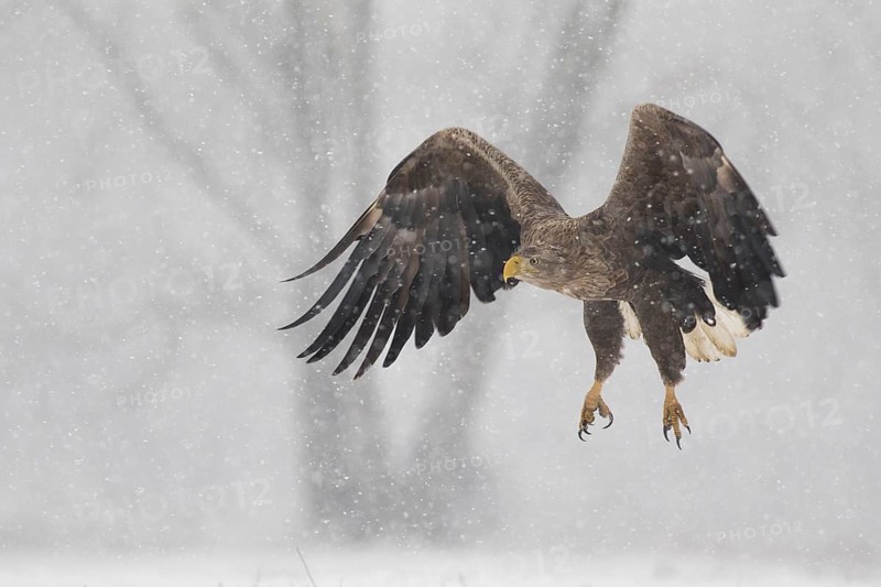 White-tailed Eagle (Haliaeetus albicilla) flying, Subotica, Hungary