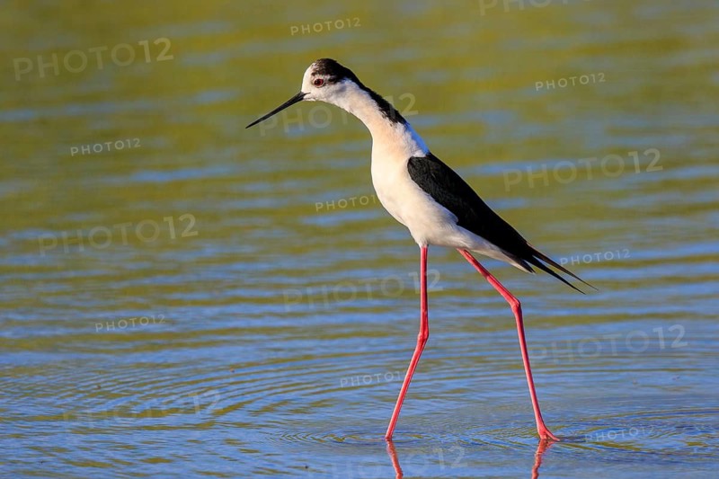 Black-winged Stilt (Himantopus himantopus), Greece