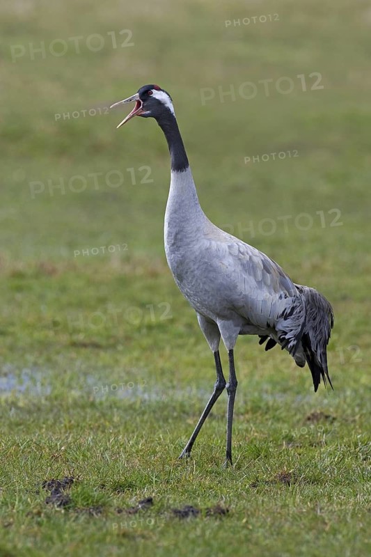 Common Crane (Grus grus), Mecklenburg-Western Pomerania, Germany