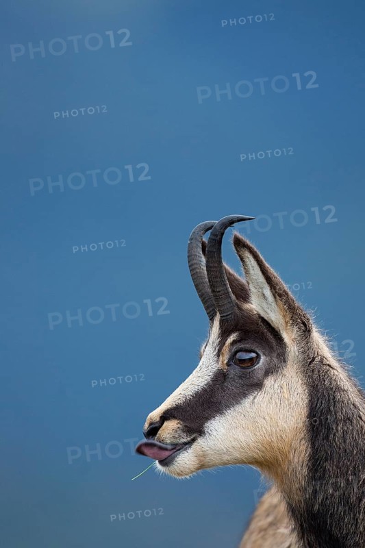 Chamois (Rupicapra rupicapra) portrait, Vosges, France