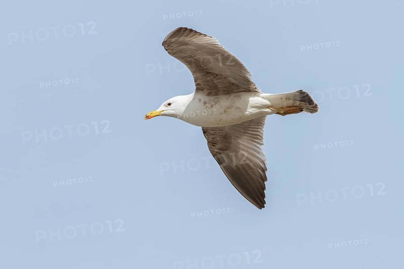 Yellow-legged Gull (Larus michahellis), 3th winter young in flight, Galicia, Spain