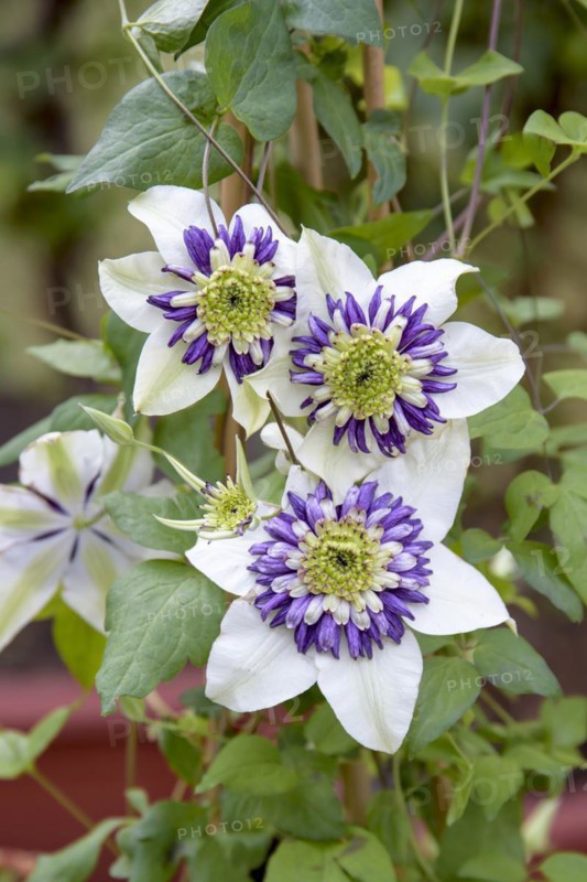Clematis VIENNETTA®, Blumenhof Drößler, Jagsal, Brandenburg, Germany
