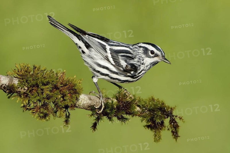 Black-and-white Warbler (Mniotilta varia), Texas, USA