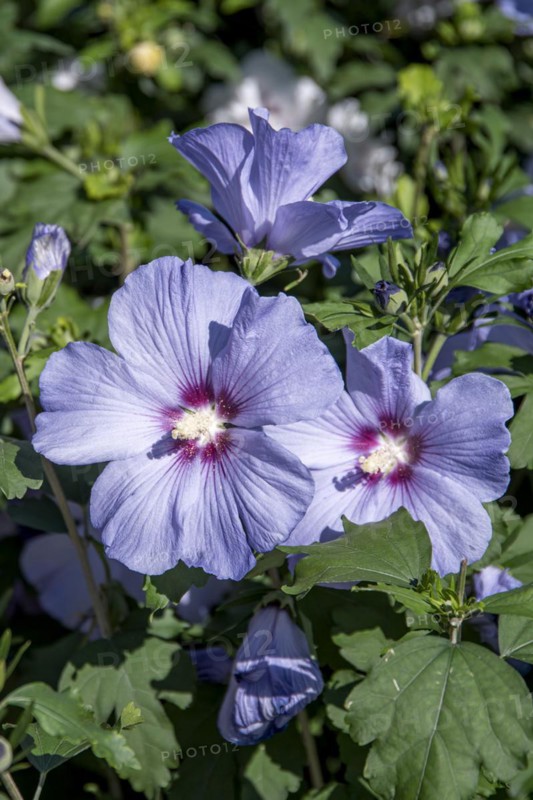 Garden marshmallow (Hibiscus syriacus 'Oiseau Bleu'), Anchers Havecenter, Boskoop, Zuid-Holland, Netherlands