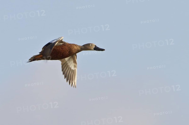 Red Shoveler (Anas platalea) in flight in Bolivia, South America