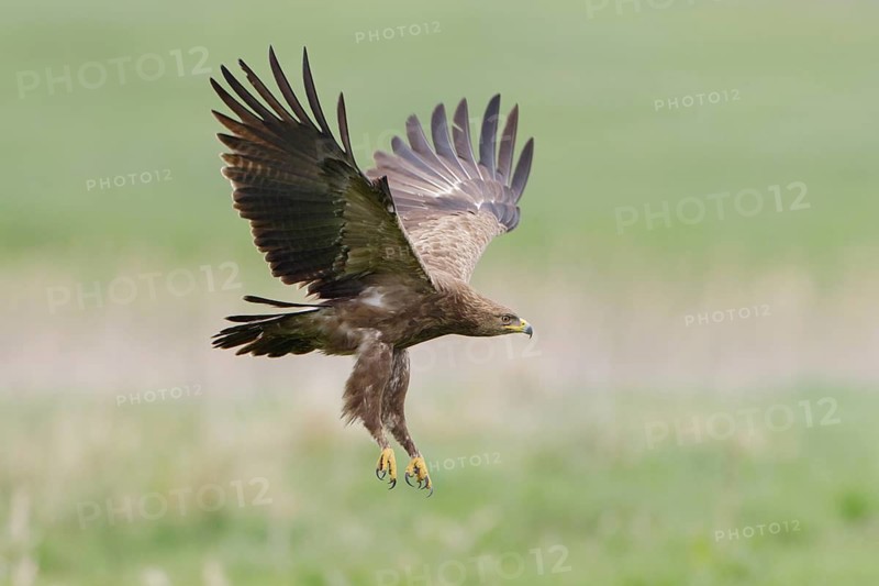 Schreiadler, lat. Aquila pomarina, im Flug von der Seite über einer Feuchtwiese