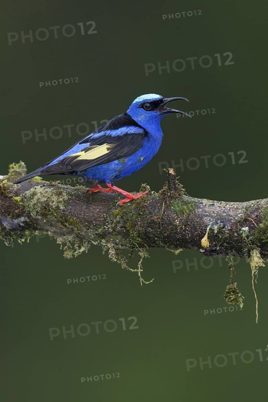 Red-legged Honeycreeper (Cyanerpes cyaneus) male singing, Costa Rica
