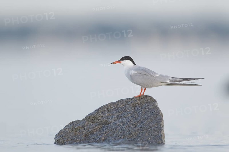 Common Tern : Plymouth Long Beach : Plymouth, MA