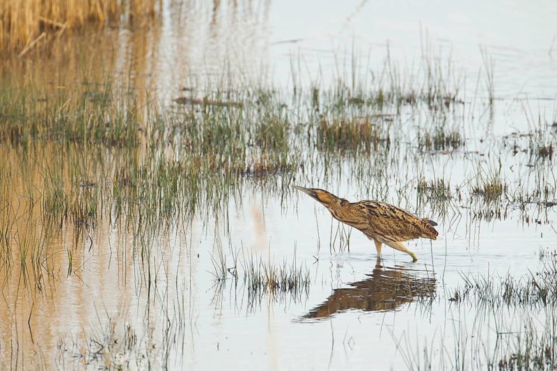 Great or Eurasian bittern (Botaurus stellaris) adult bird walking across a shallow lagoon in spring, RSPB Minsmere nature reserve, Suffolk, England, United Kingdom