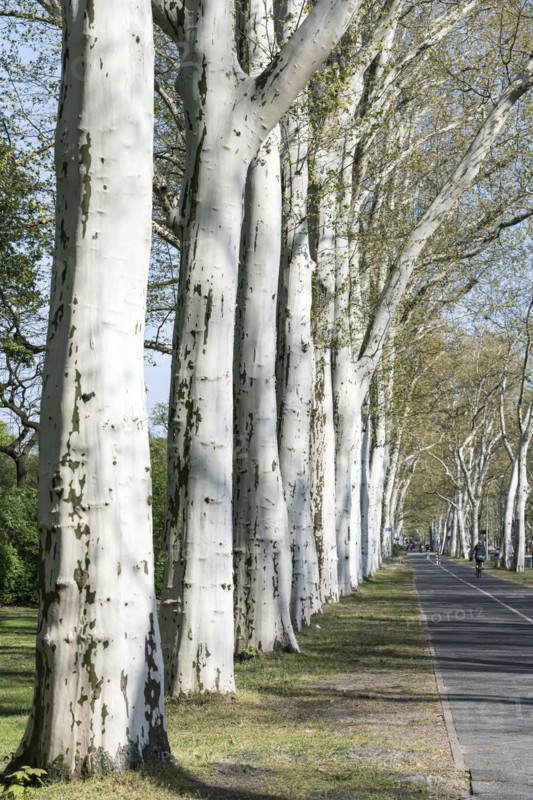 Treptower Park, plane tree (Platanus × hispanica), Puschkinallee, Anchers Havecenter, Berlin, Berlin, Germany