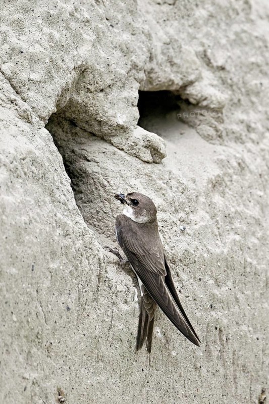 Sand martin (Riparia riparia), with food in its beak at the breeding den, Reussegg nature reserve, Canton Aargau, Switzerland