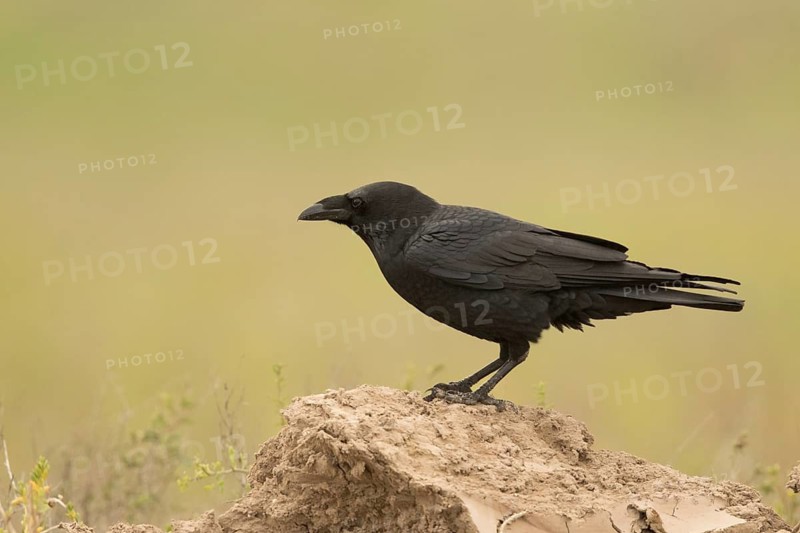 Chihuahuan Raven (Corvus cryptoleucus), Texas, USA