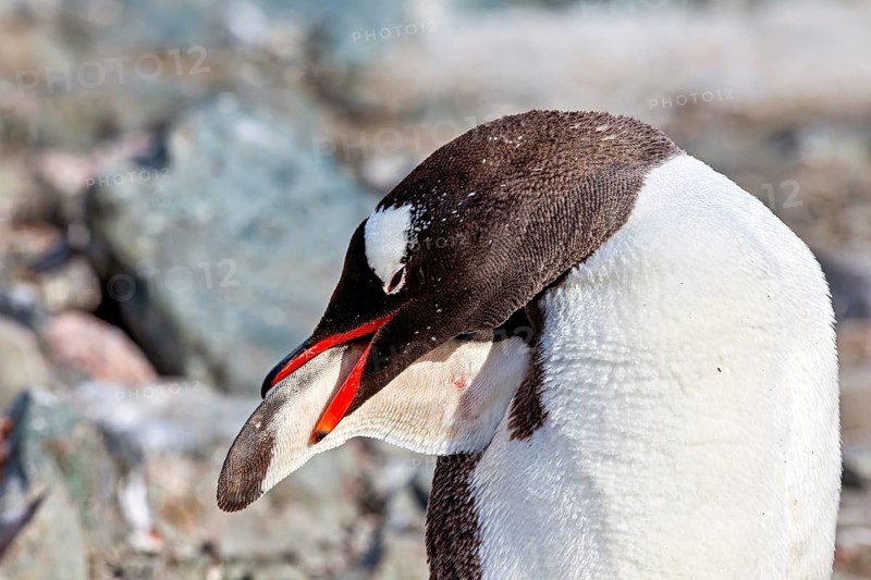 Close-up of a penguin with its head lowered, gentoo penguin (Pygoscelis papua) in the Antarctic
