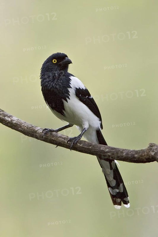 Magpie Tanager (Cissopis leverianus), Ecuador