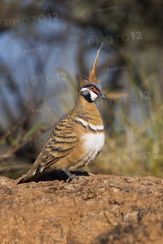 Spinifex Pigeon (Geophaps plumifera), Queensland, Australia