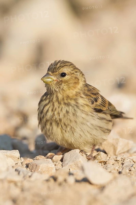 Serin - Girlitz - Serinus serinus, Croatia, juvenile