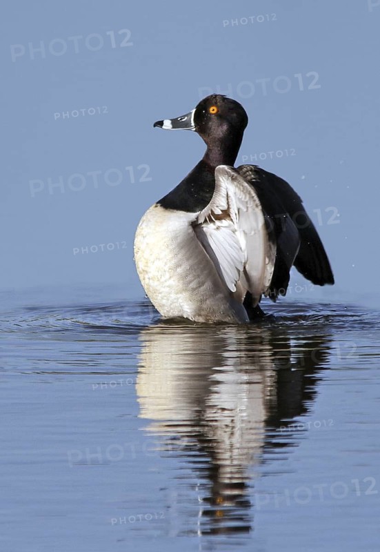 Ring-necked Duck (Aythya collaris) male, Saskatchewan, Canada