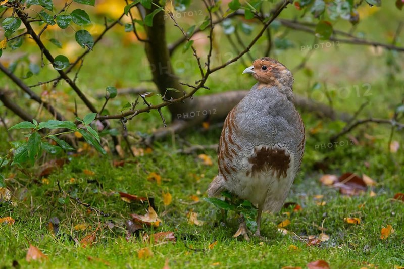 Grey Partridge (Perdix perdix), Bavaria, Germany
