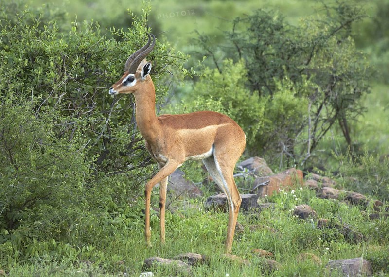 Gerenuk (Litocranius walleri) male standing amongst vegetation, Samburu National Reserve, Kenya