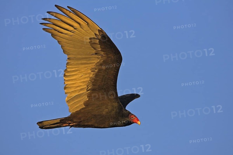 Turkey Vulture (Cathartes aura), Florida, USA