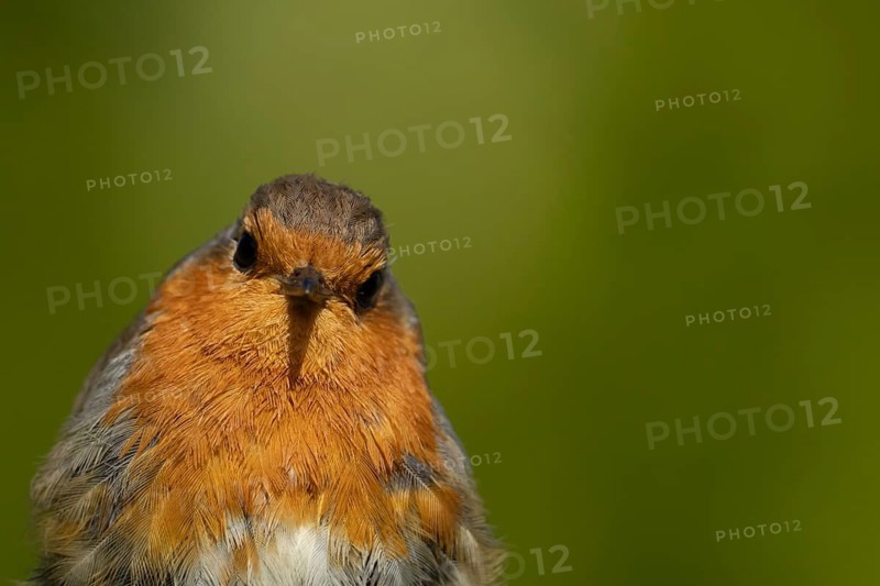European robin (Erithacus rubecula) adult garden bird head portrait, Suffolk, England, United Kingdom