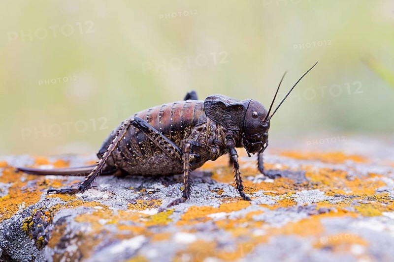 Bradyporus dasypus, animals, insects, beetles, saddle-backed grasshopper, MPleven, Bulgaria