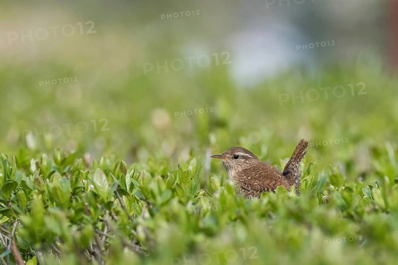 A wren (Troglodytes troglodytes) sitting in green bushes, surrounded by nature, Hesse, Germany