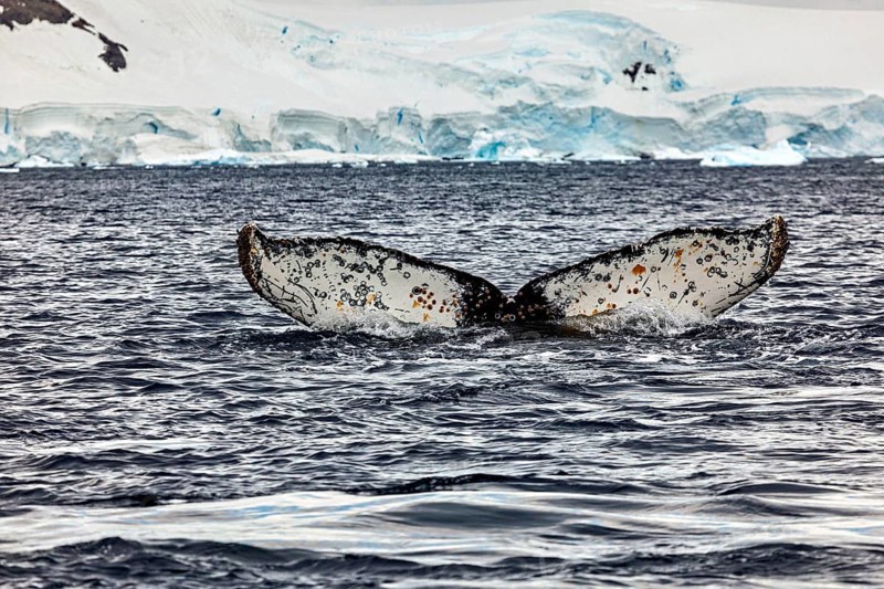 Whale fin protruding from the sea, surrounded by icy waters and icebergs, The fluke of a diving humpback whale in the Antarctic (Megaptera novaeangliae)