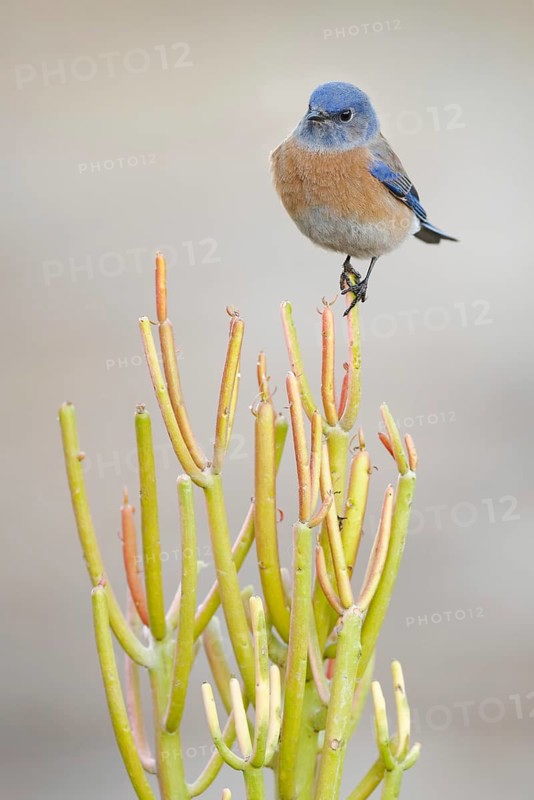Western Bluebird (Sialia mexicana), California, USA
