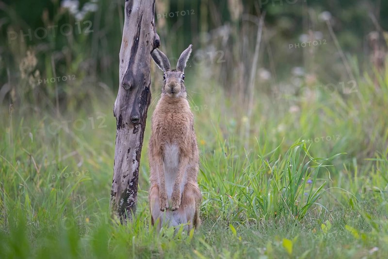 European hare (Lepus europaeus) in a forest clearing near an old pasture fence, Tyrol, Austria