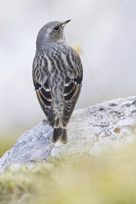 Alpine Accentor (Prunella collaris), Asturias, Spain