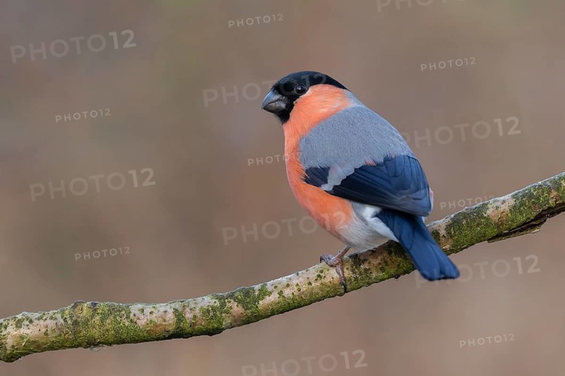 Eurasian Bullfinch (Pyrrhula pyrrhula) male perched on a branch, Lower Saxony, Germany