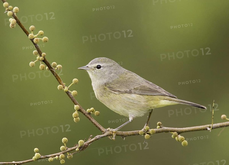 Orange-crowned Warbler (Leiothlypis celata), Texas, USA