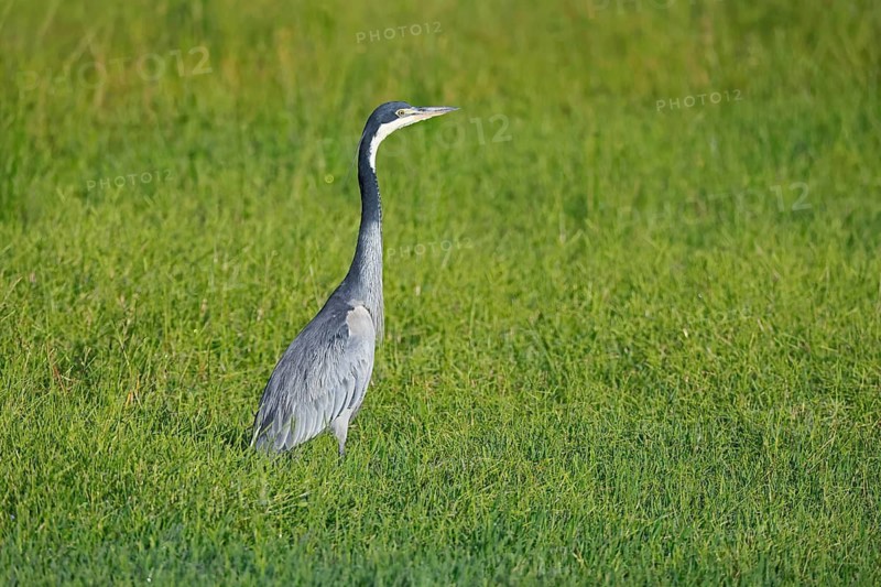 Black-necked Night Heron (Ardea melanocephala), adult, alert, in a meadow, foraging, Mountain Zebra National Park, South Africa