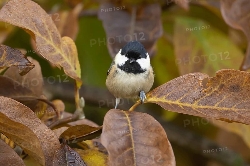 Coal tit (Periparus ater) adult garden bird amongst autumn colour leaves of a Magnolia tree, Suffolk, England, United Kingdom